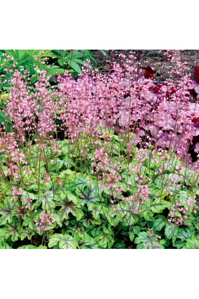 Гейхера гібридна ’Тапестрі’ на клумбі